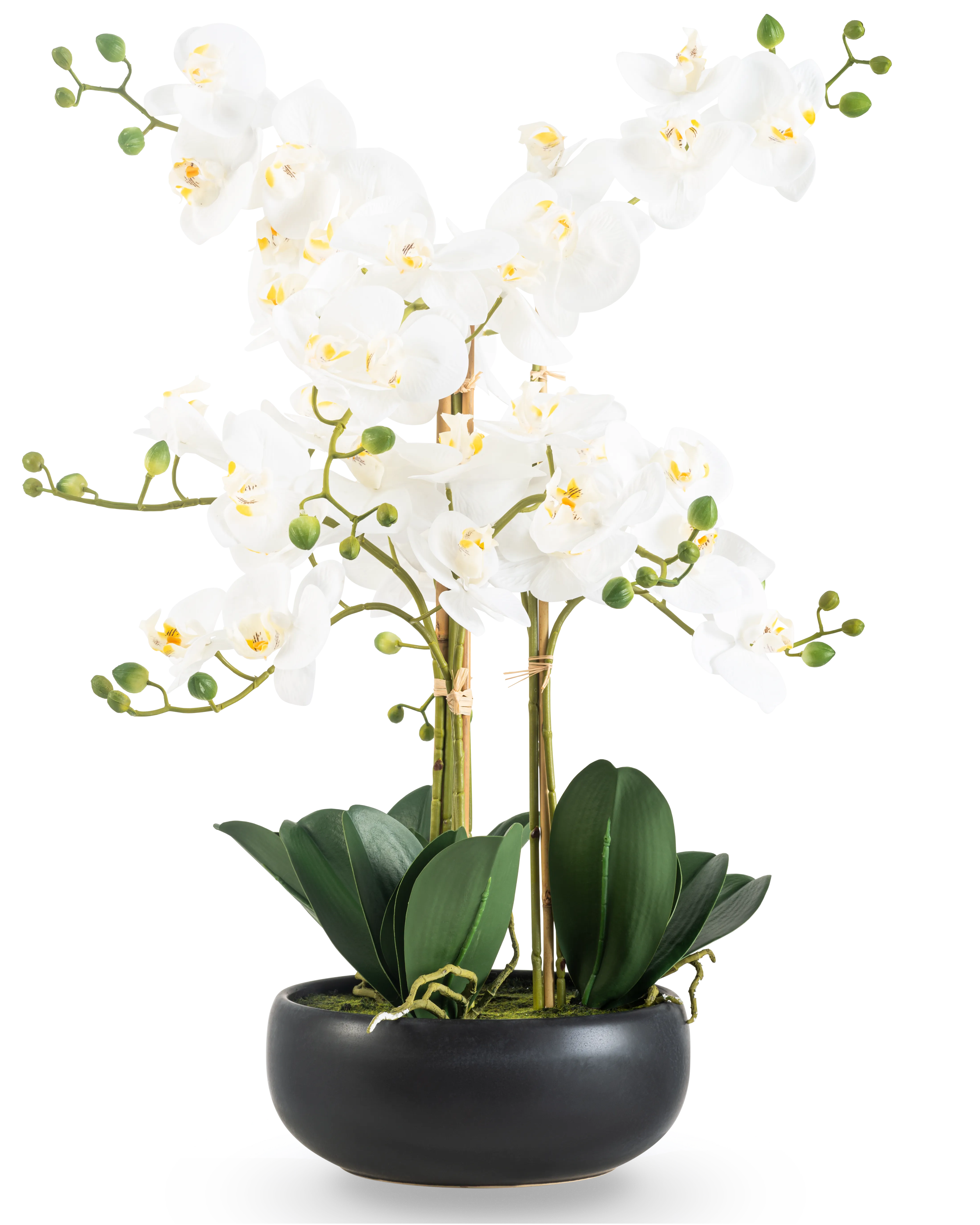 Miniatuur 1