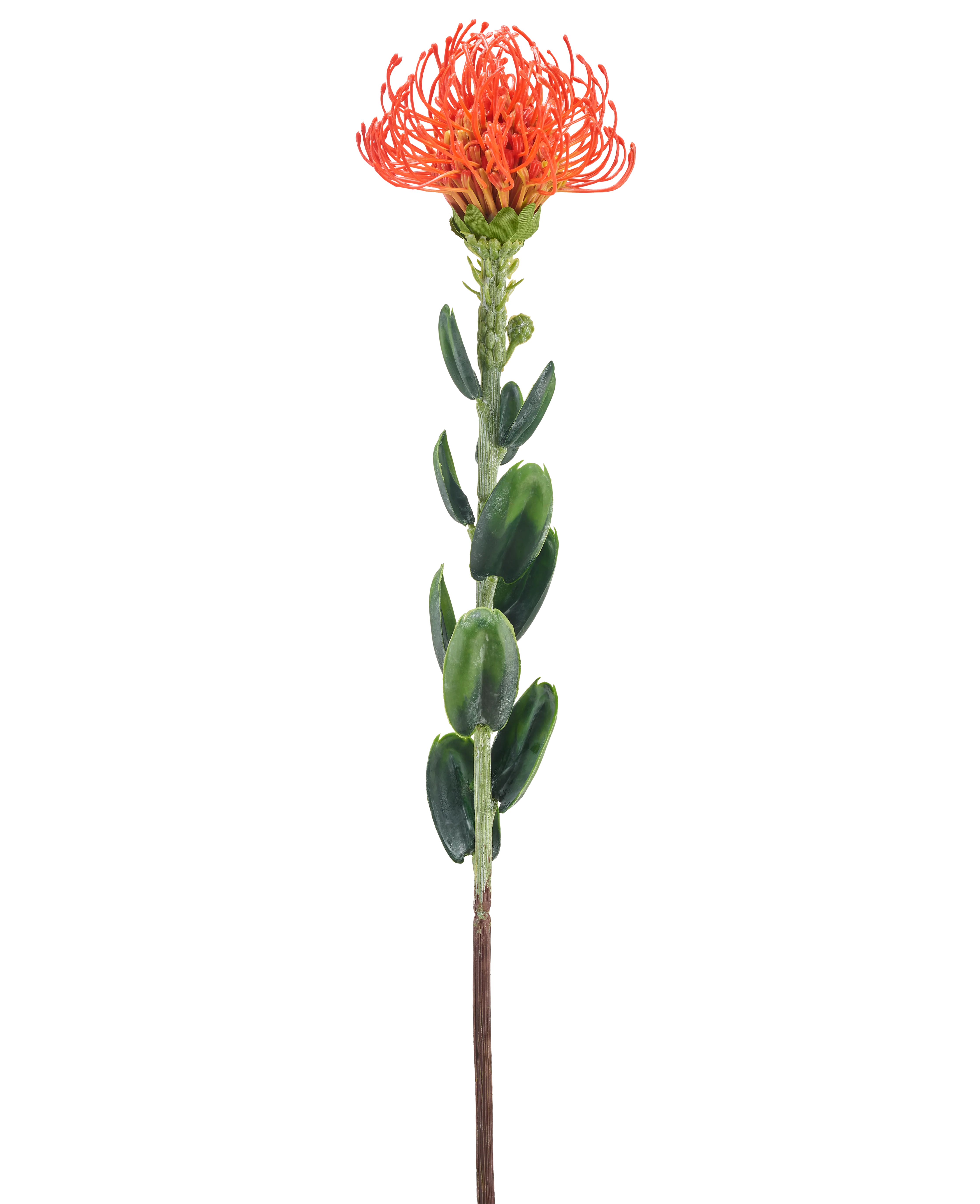 Miniatuur 1