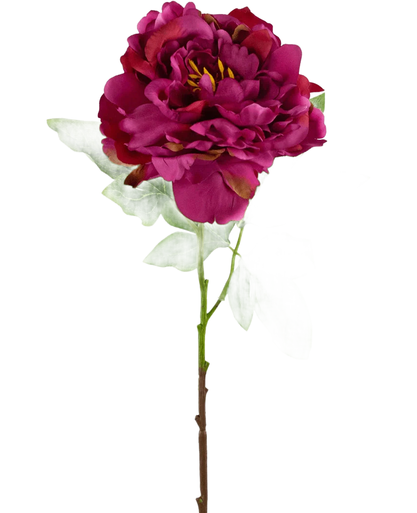 Miniatuur 1