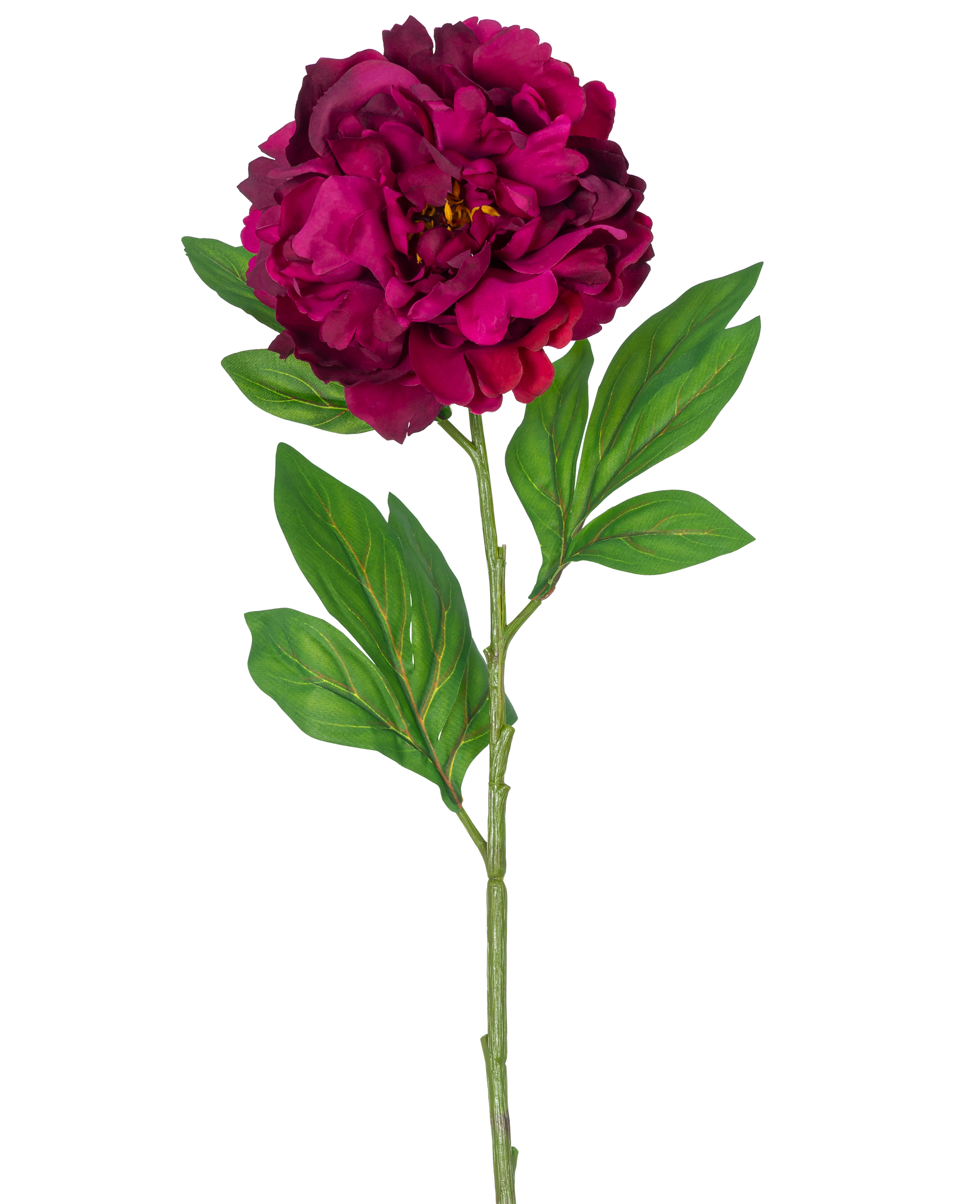 Miniatuur 1