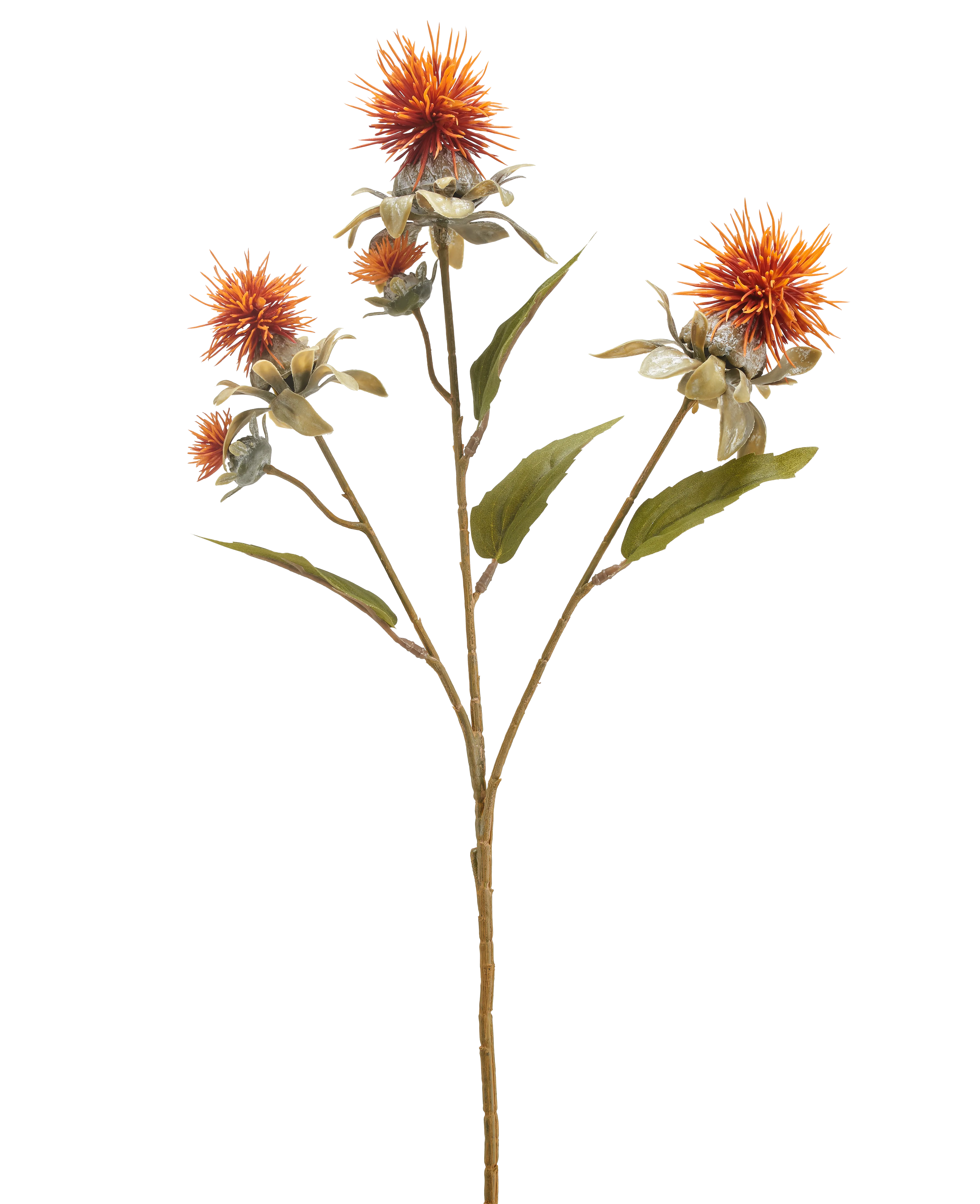 Miniatuur 1