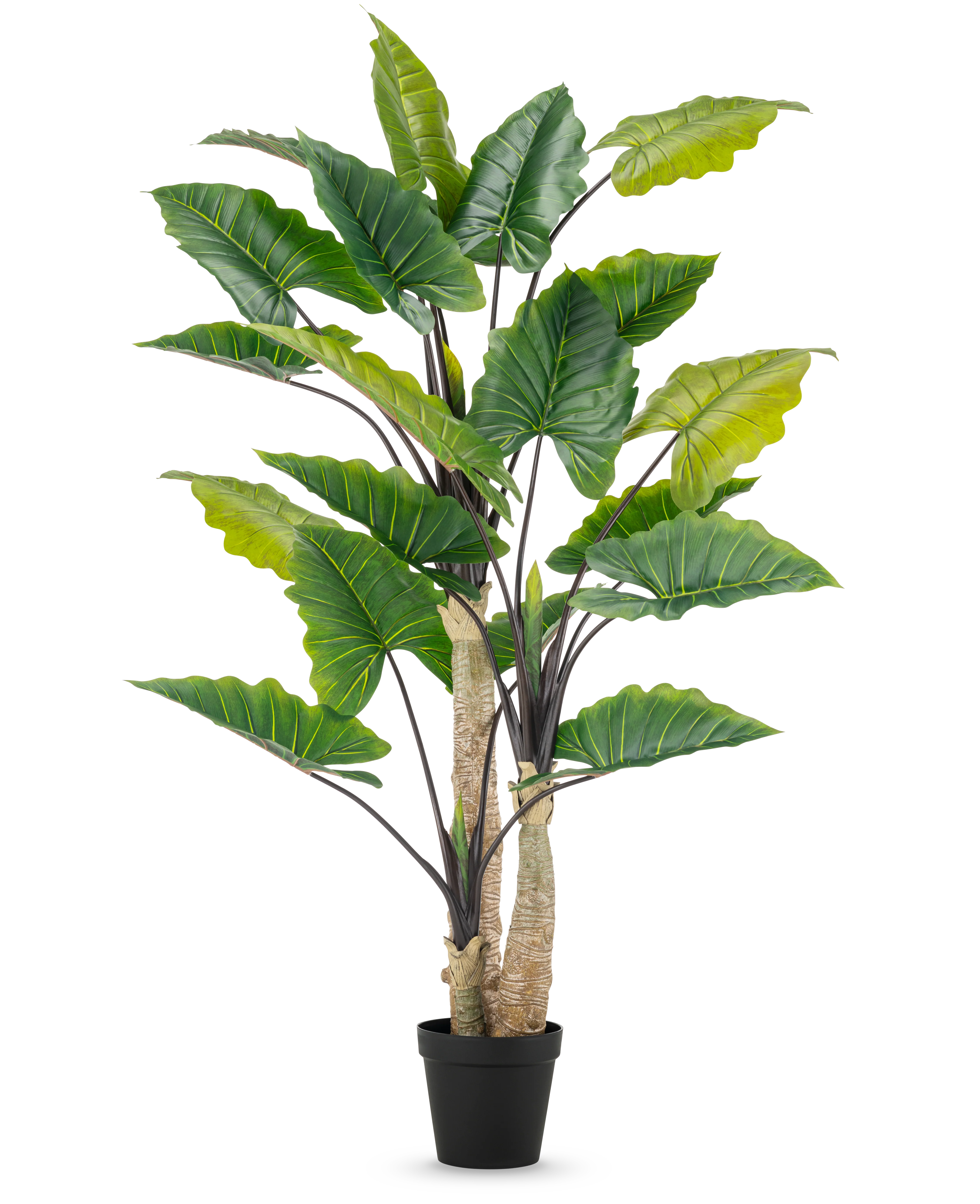 Miniatuur 1
