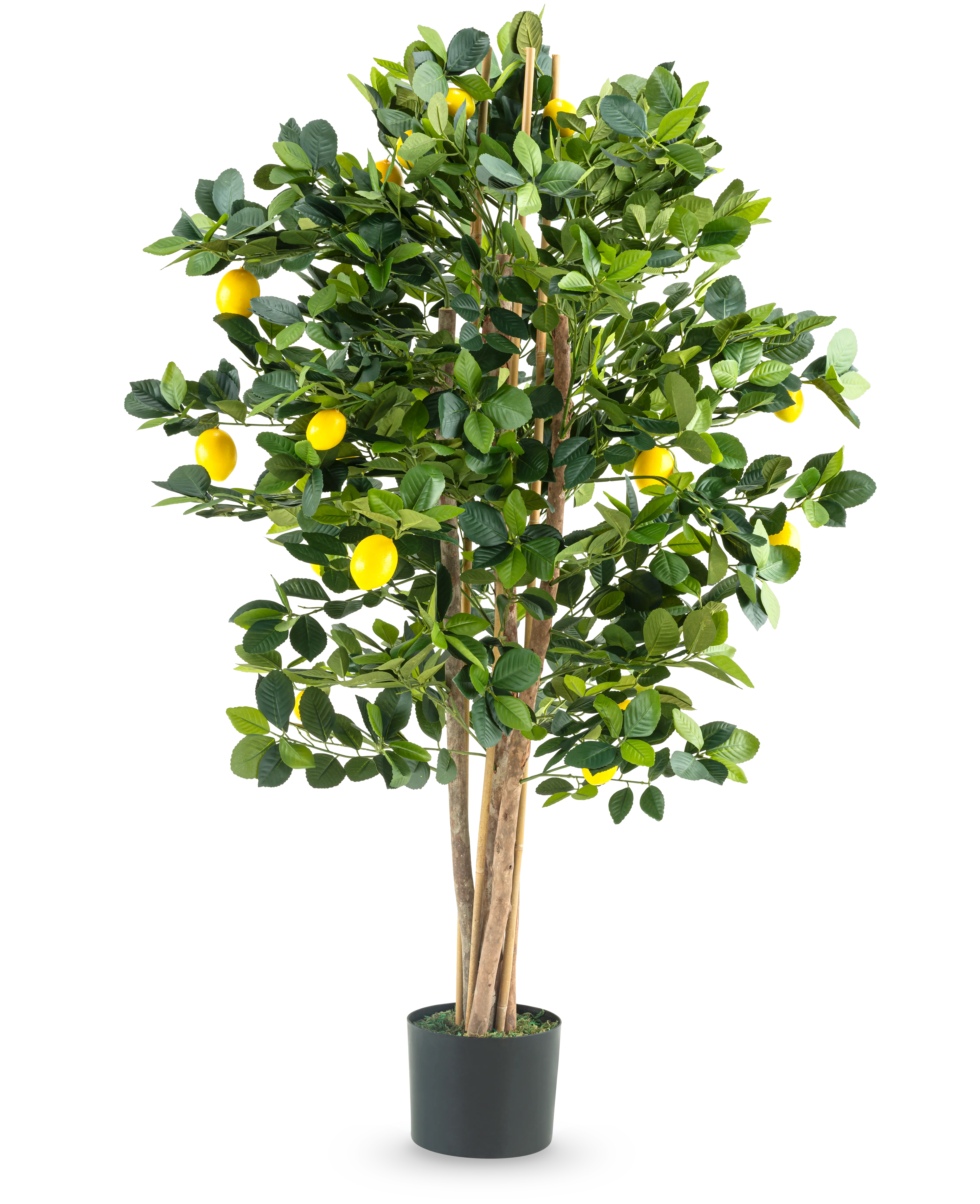 Miniatuur 1