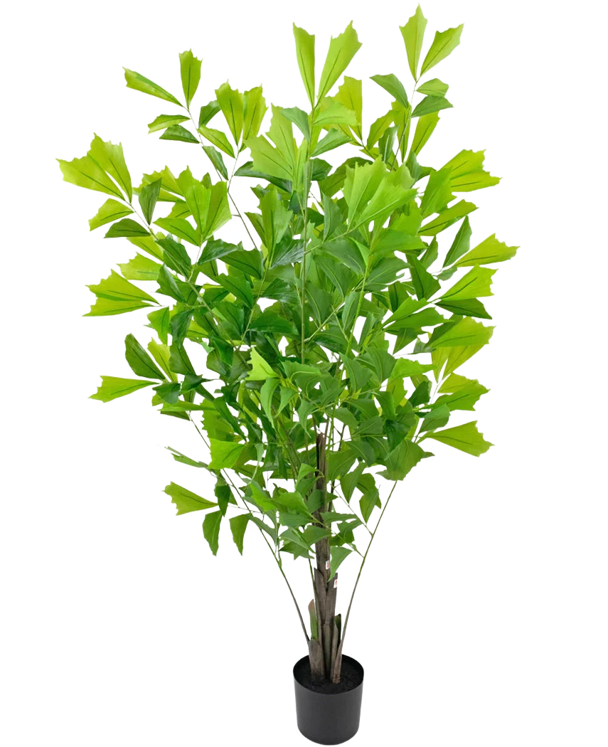 Miniatuur 1