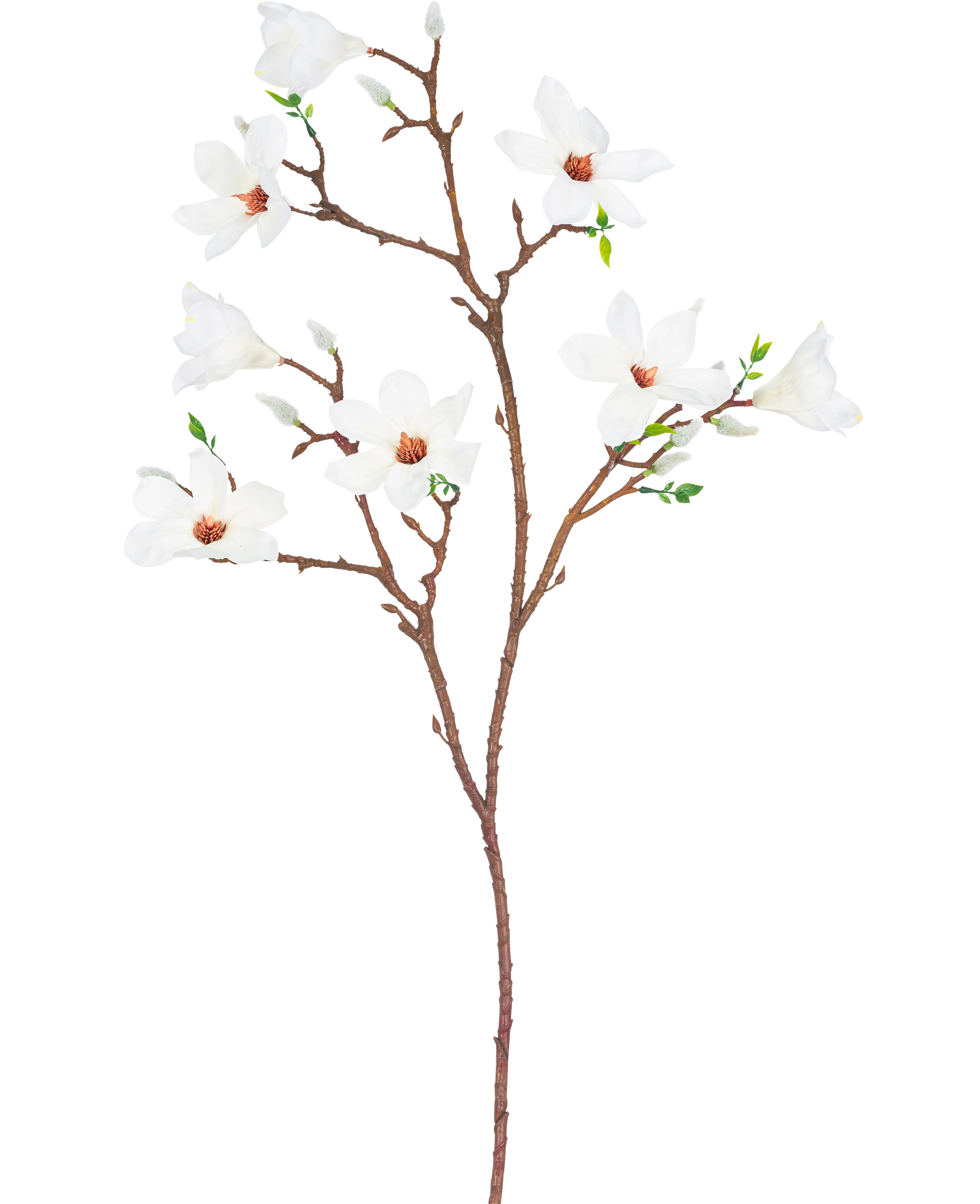 Miniatuur 1