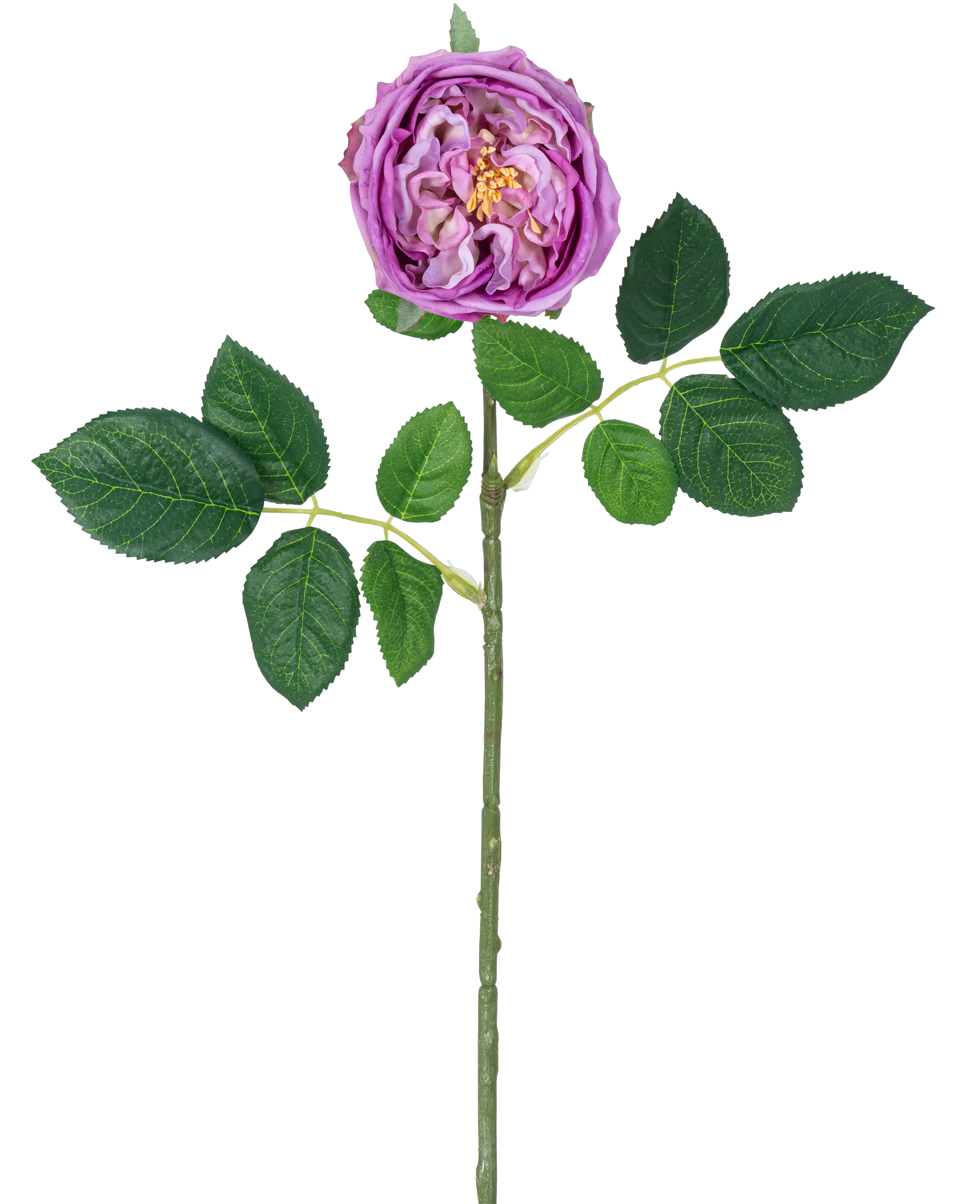 Miniatuur 1