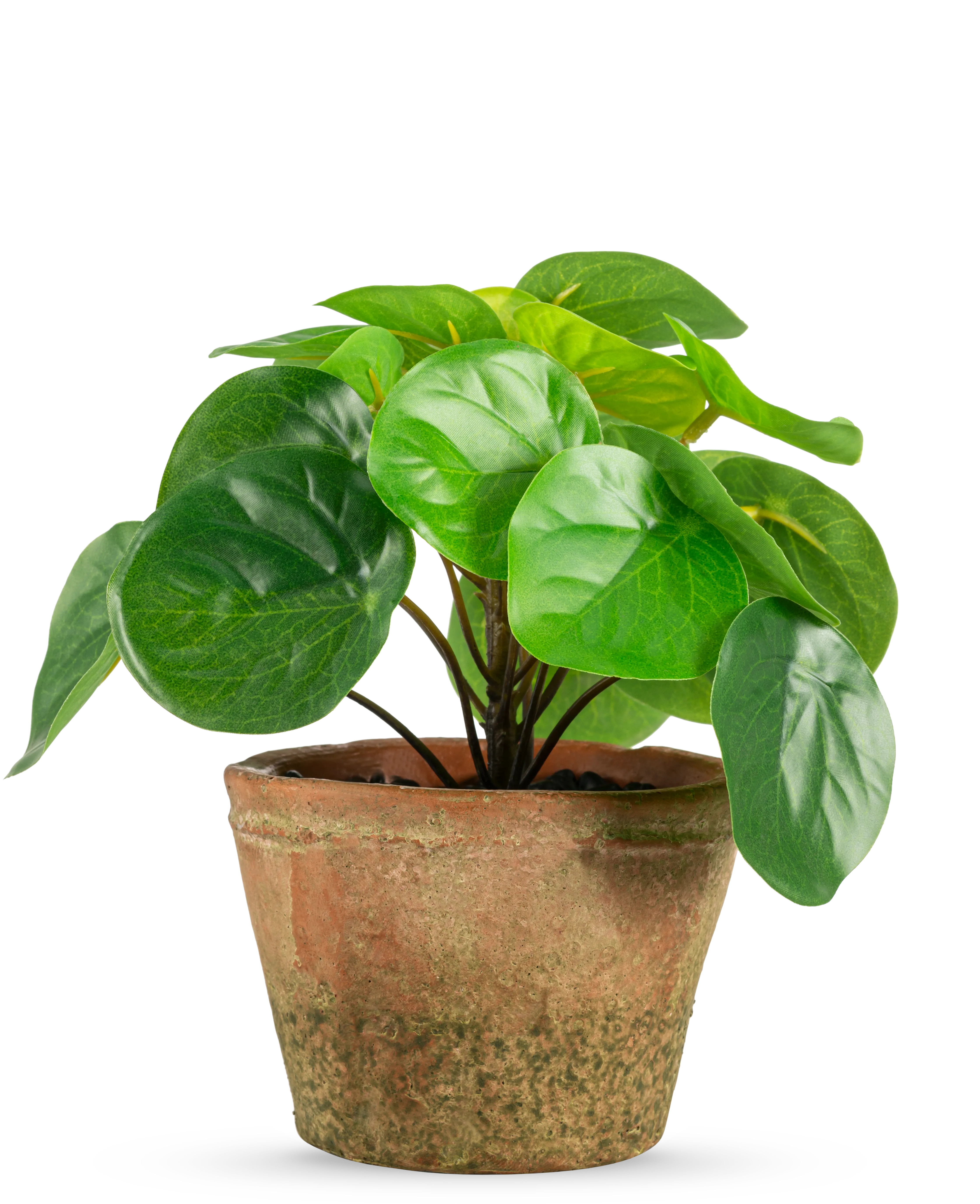 Miniatuur 1